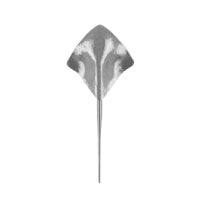 Titanvedhæng Stingray – fladhamret/poleret